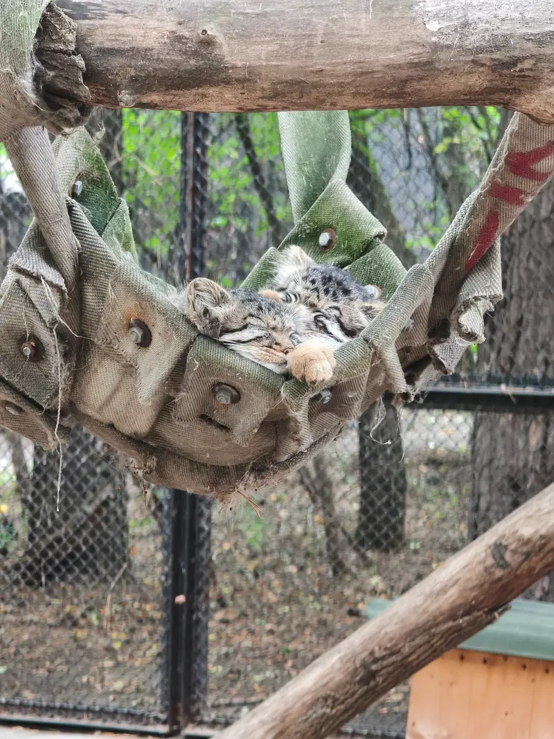 ノヴォシビルスク動物園のマヌルネコの写真