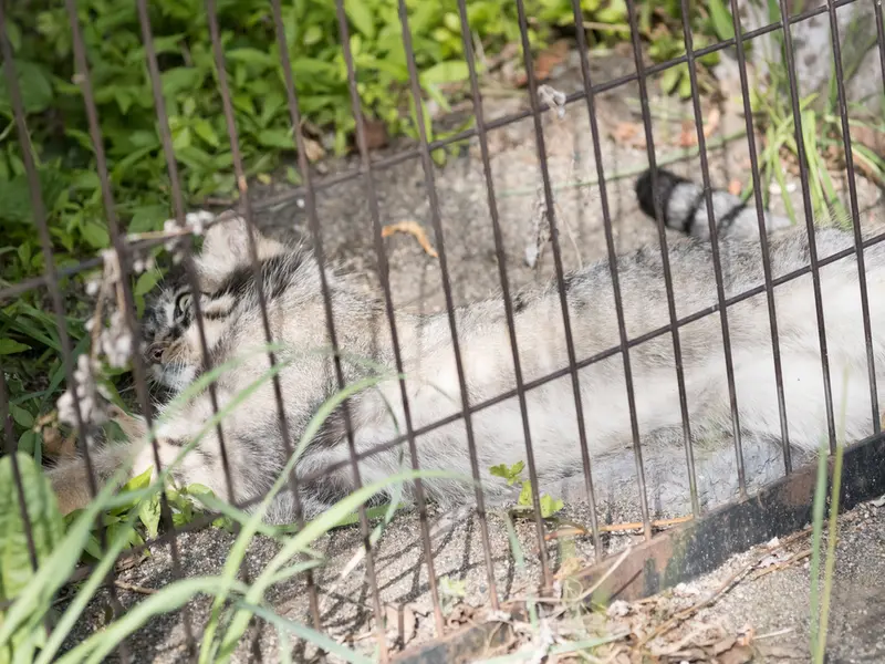旭山動物園のヒデの写真