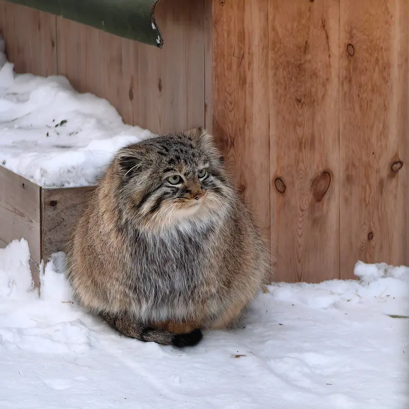 ノヴォシビルスク動物園のガビの写真