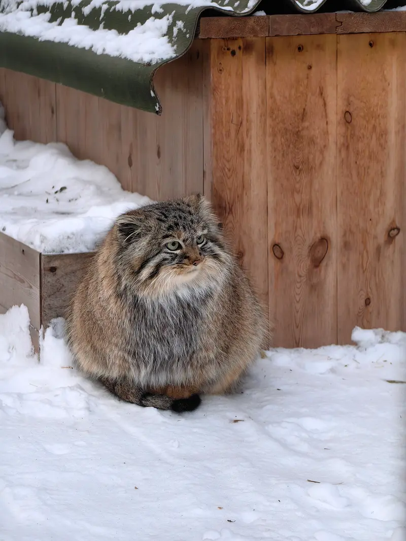 ノヴォシビルスク動物園のガビの写真