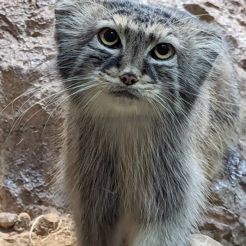 バーミンガム動物園のミーシャの写真