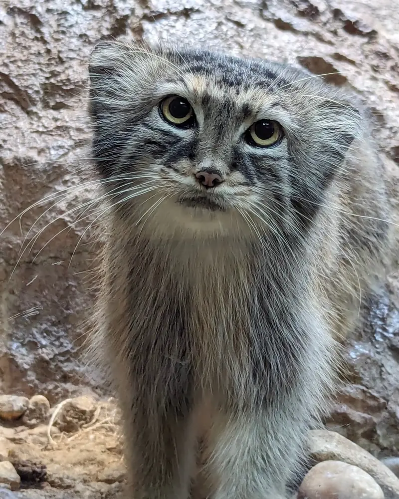 バーミンガム動物園のミーシャの写真