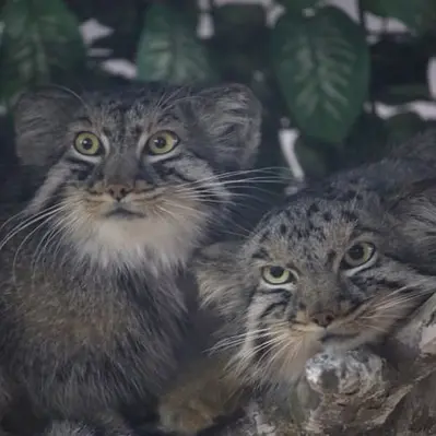 埼玉県こども動物自然公園のシャルとボルの写真