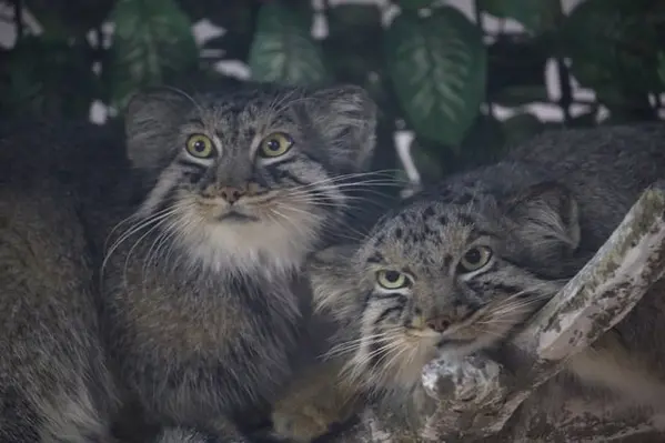 埼玉県こども動物自然公園のシャルとボルの写真