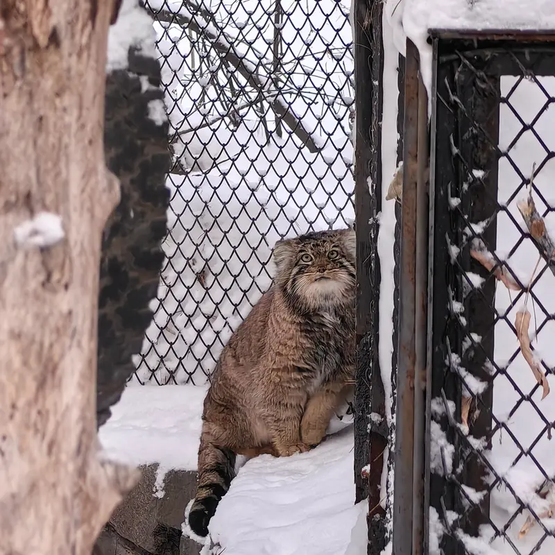 ノヴォシビルスク動物園のアチの写真