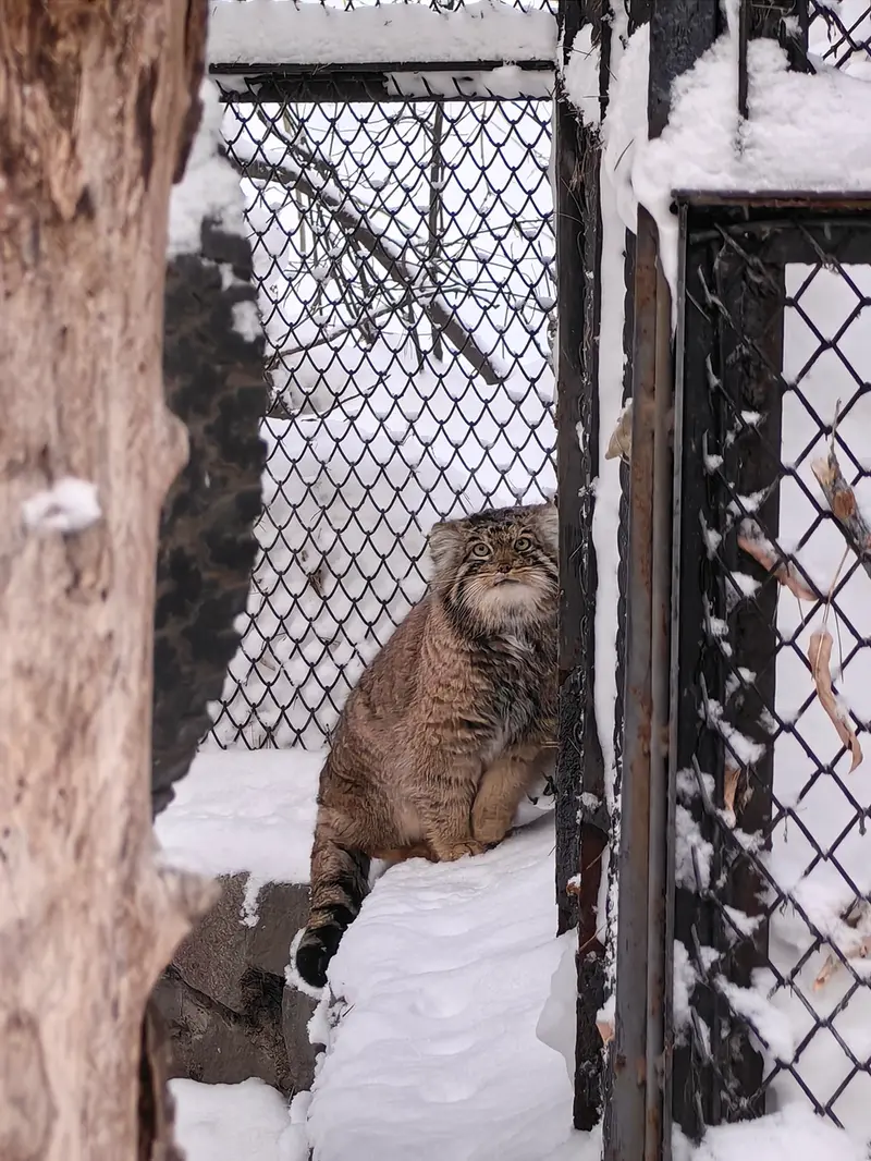 ノヴォシビルスク動物園のアチの写真