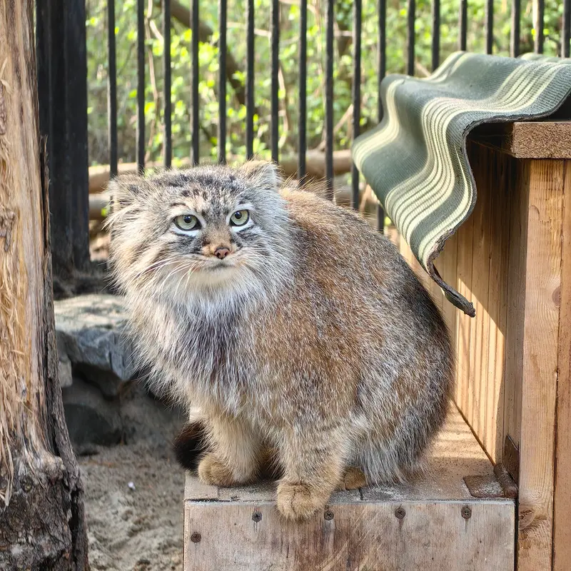 ノヴォシビルスク動物園のガビの写真