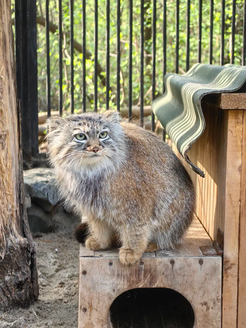 ノヴォシビルスク動物園のガビの写真