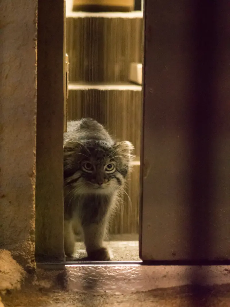 野毛山動物園のフィーガの写真