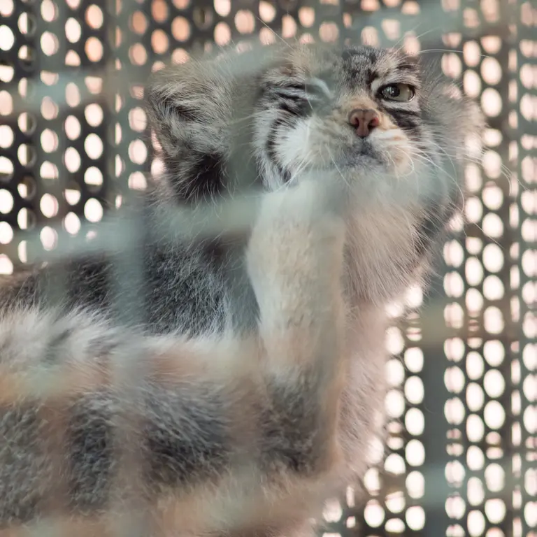 神戸市立王子動物園のイーリスの写真