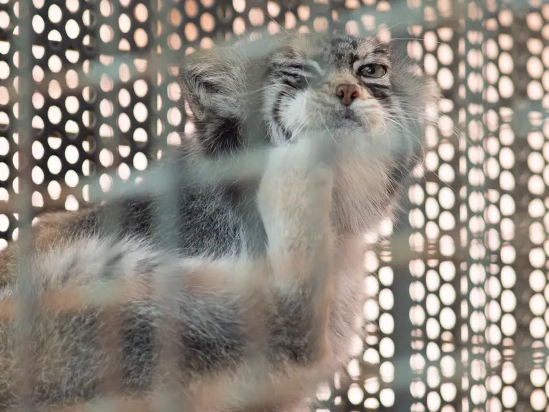 神戸市立王子動物園のイーリスの写真