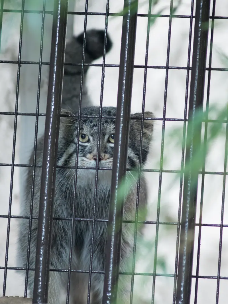 野毛山動物園のフィーガの写真