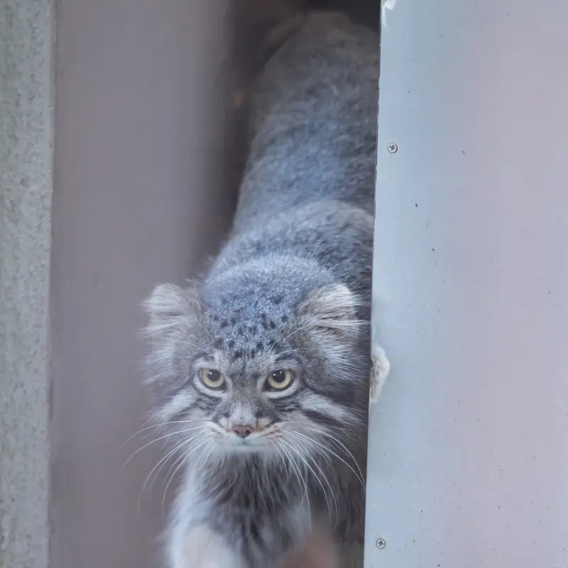 野毛山動物園のフィーガの写真