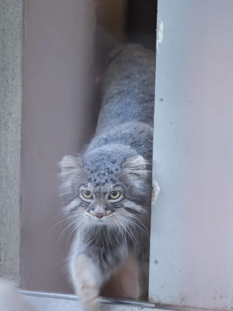 野毛山動物園のフィーガの写真