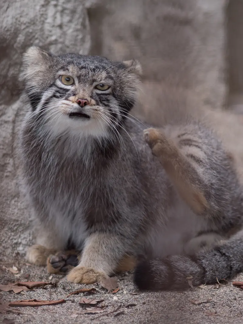 野毛山動物園のフィーガの写真