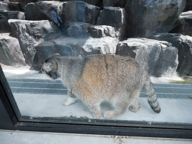 旭山動物園のグルーシャの写真