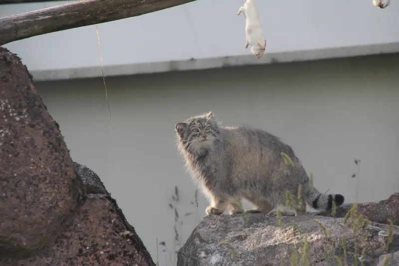 コルケアサーリ動物園のミミの写真