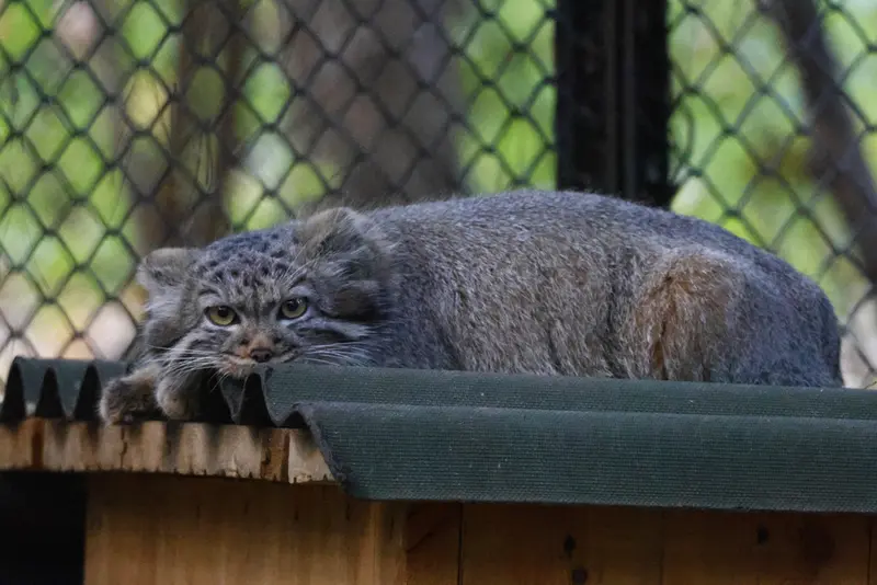 ノヴォシビルスク動物園のマヌルネコの写真