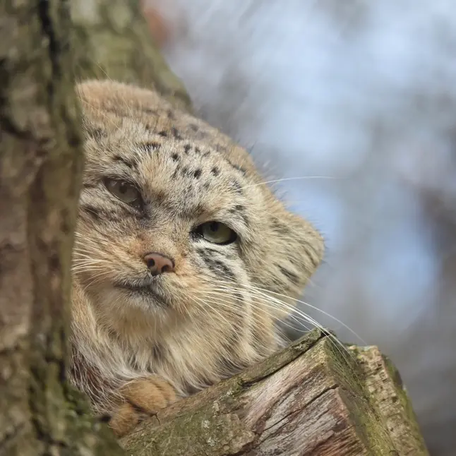ブルノ動物園のナミカの写真