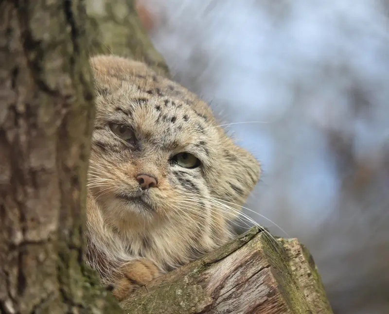 ブルノ動物園のナミカの写真