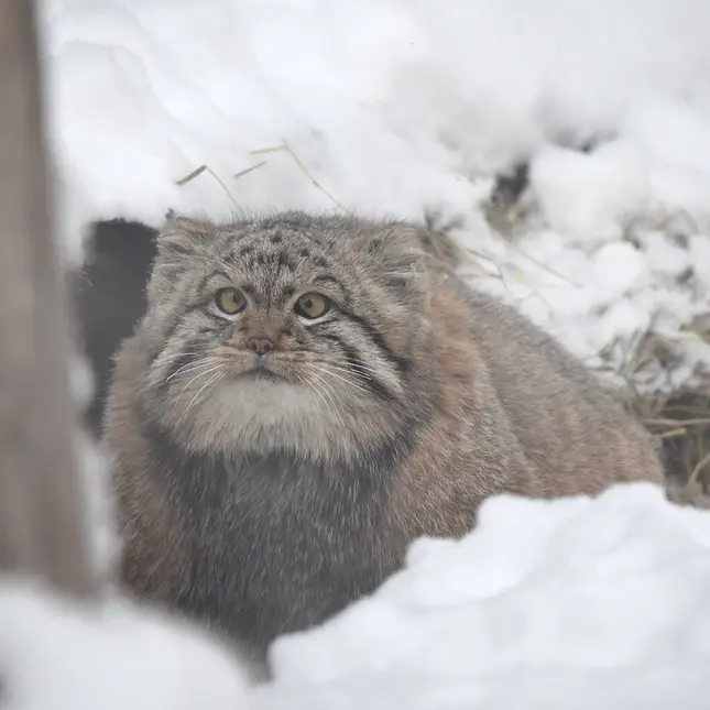ノヴォシビルスク動物園のコソグラジクの写真