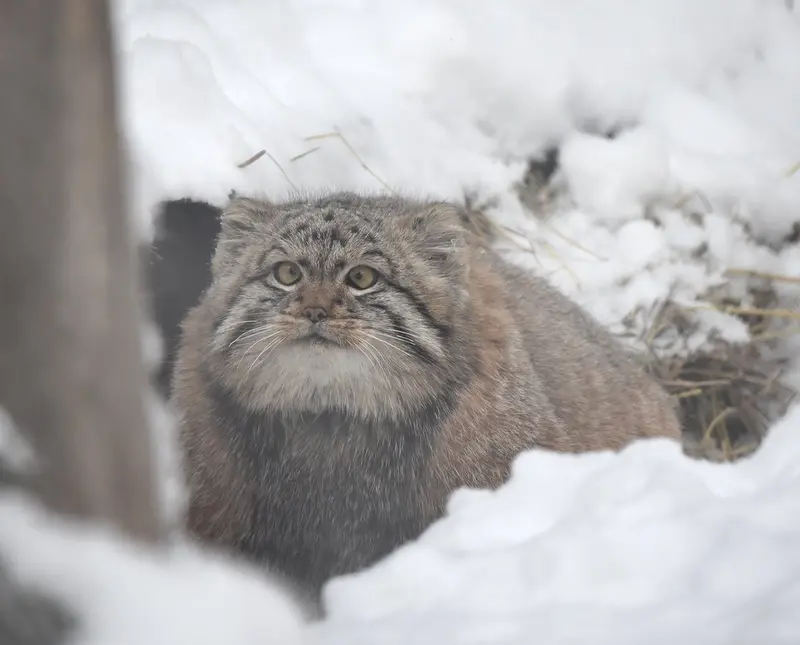 ノヴォシビルスク動物園のコソグラジクの写真