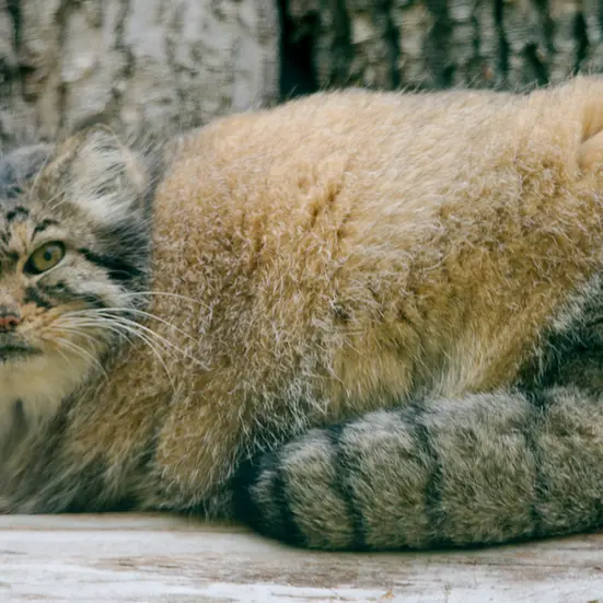 レッドリバー動物園のエルヴィラの写真