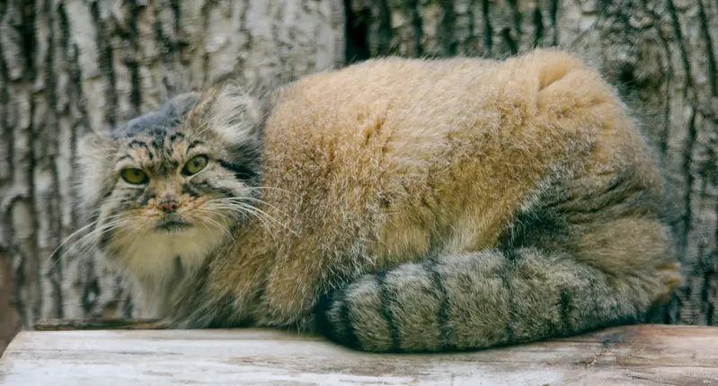 レッドリバー動物園のエルヴィラの写真