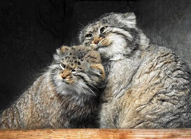 モスクワ動物園のヴァディムとヴァルヴァラの写真