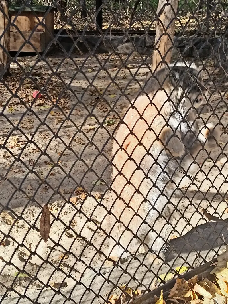 ノヴォシビルスク動物園のジョージの写真