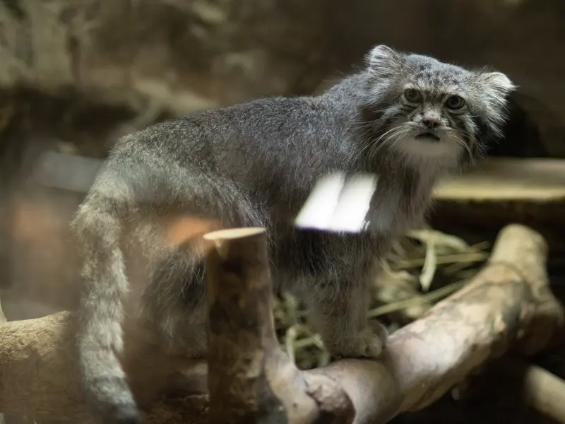 恩賜上野動物園のクリョンの写真