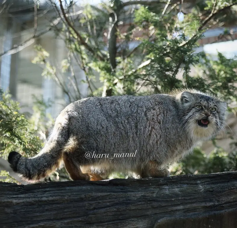 那須どうぶつ王国のポリーの写真