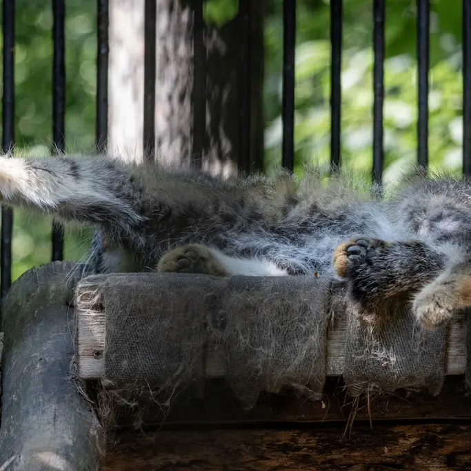 ノヴォシビルスク動物園のシルヴェスターの写真