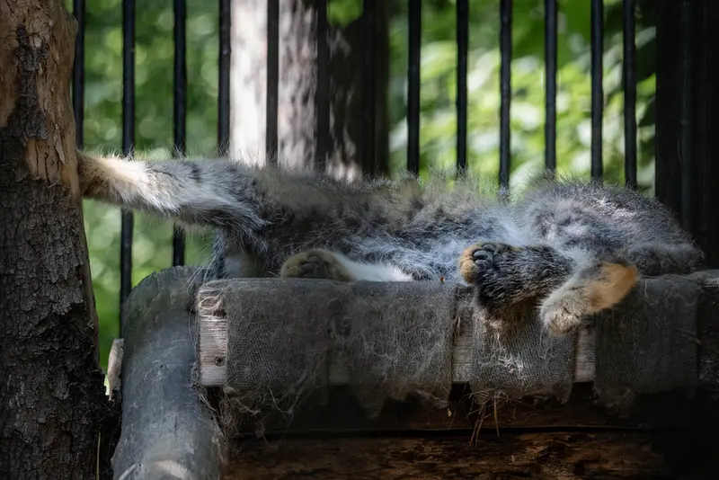 ノヴォシビルスク動物園のシルヴェスターの写真