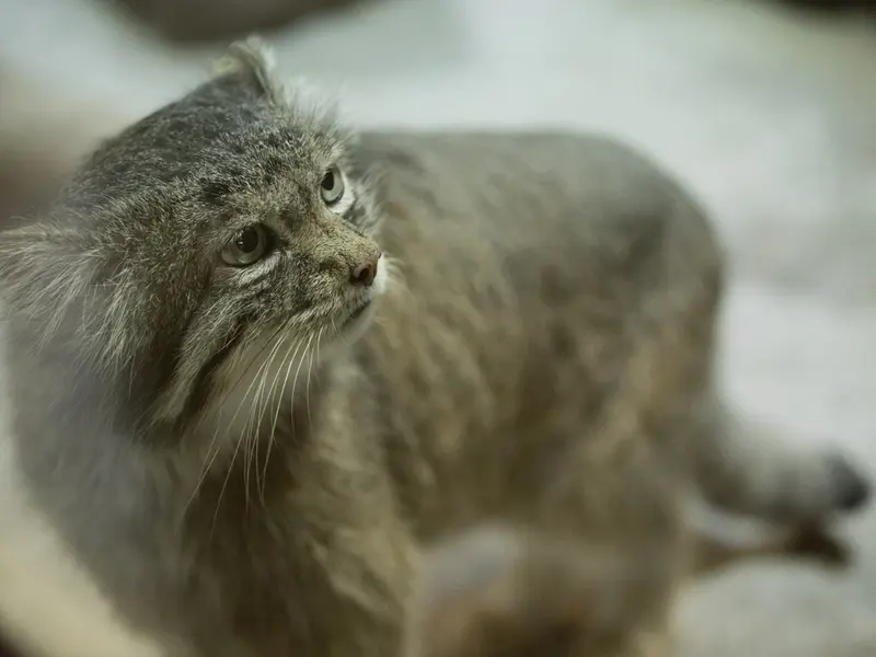 恩賜上野動物園のクリョンの写真