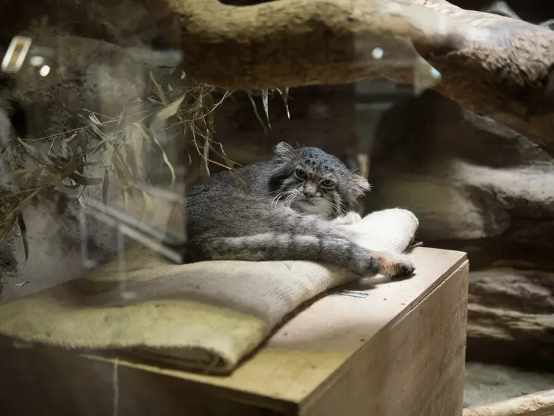 恩賜上野動物園のクリョンの写真