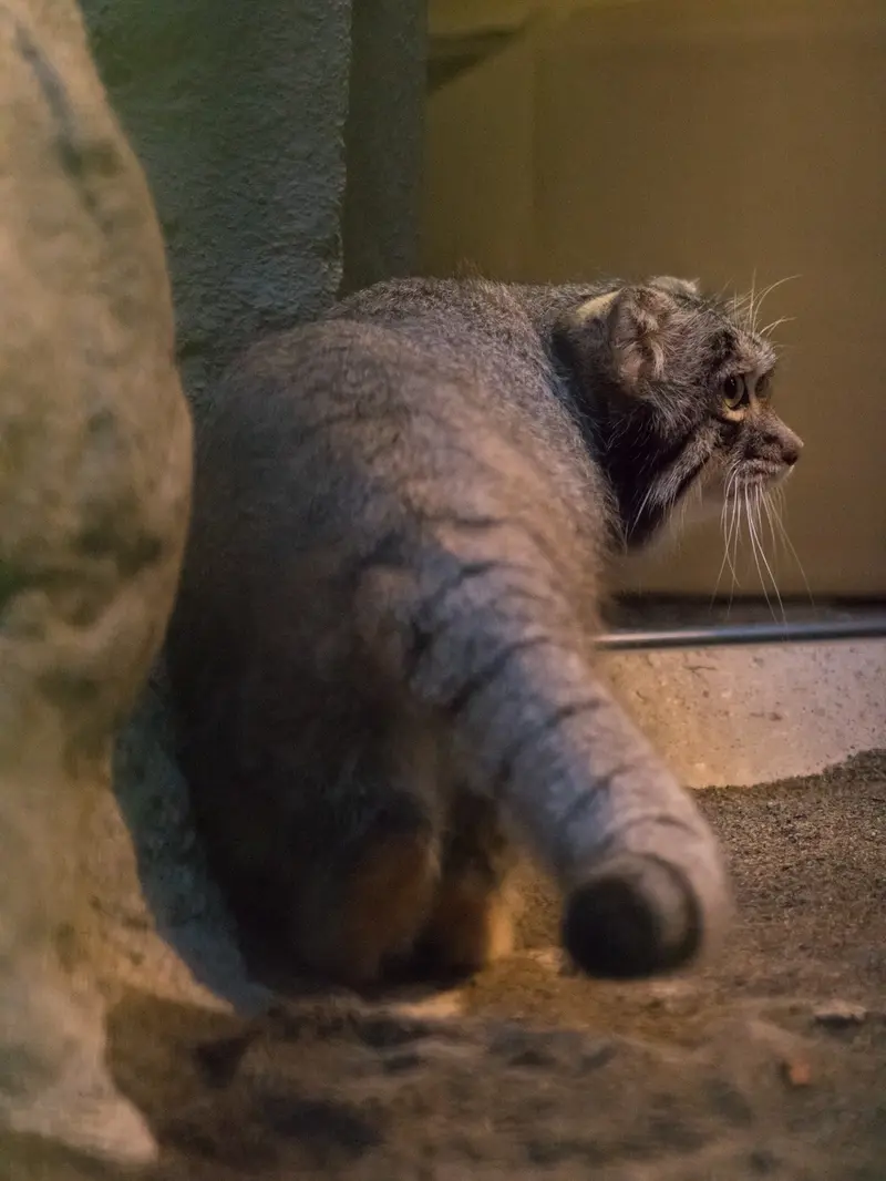 野毛山動物園のフィーガの写真