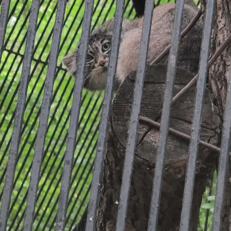 ノヴォシビルスク動物園のマヌルネコの写真