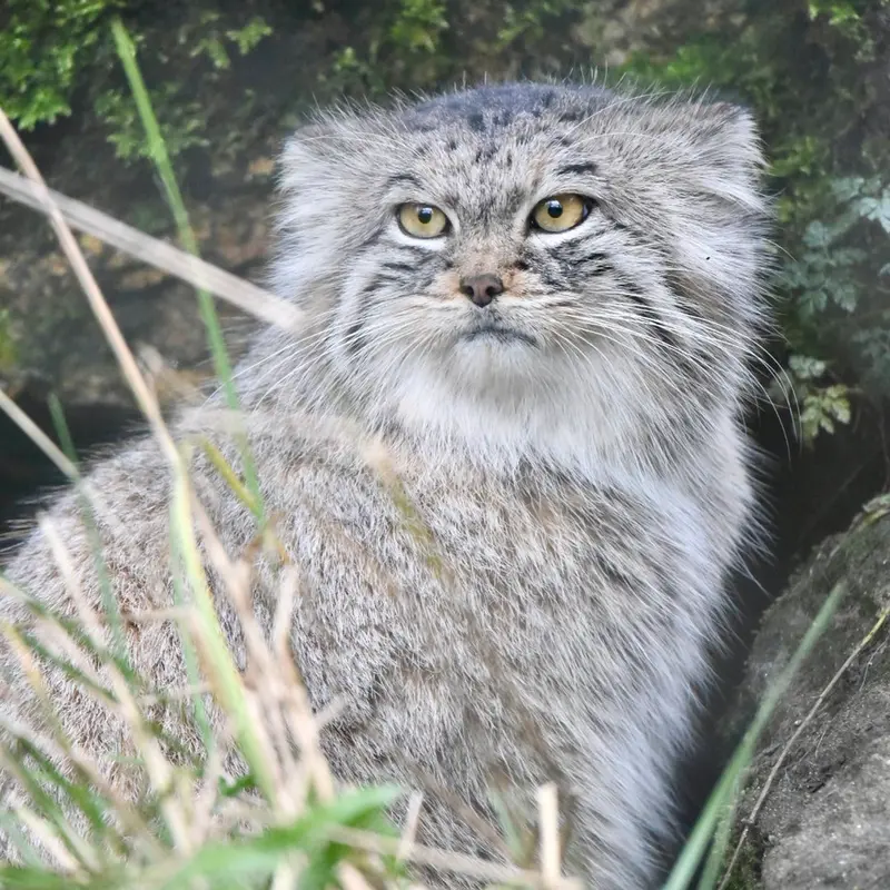 ヘラブルン動物園のスタブシの写真