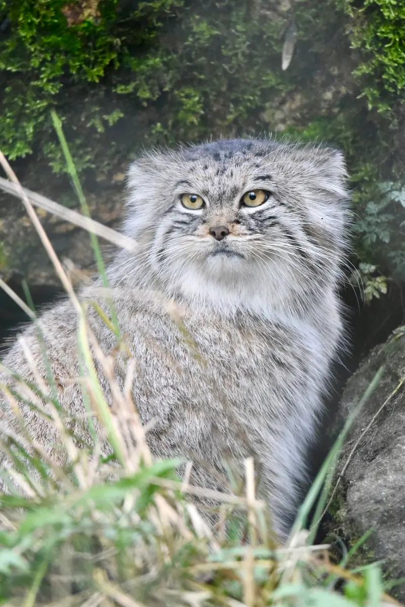 ヘラブルン動物園のスタブシの写真