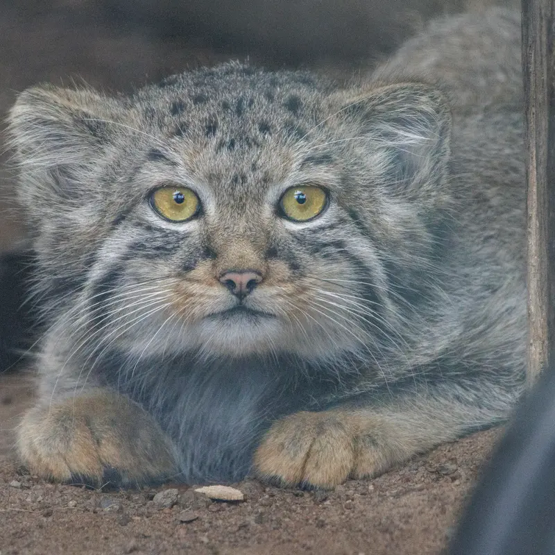 レニングラード動物園のマヌルネコの写真