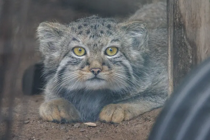 レニングラード動物園のマヌルネコの写真
