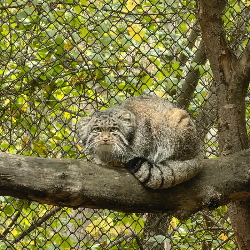 ノヴォシビルスク動物園のグレイの写真