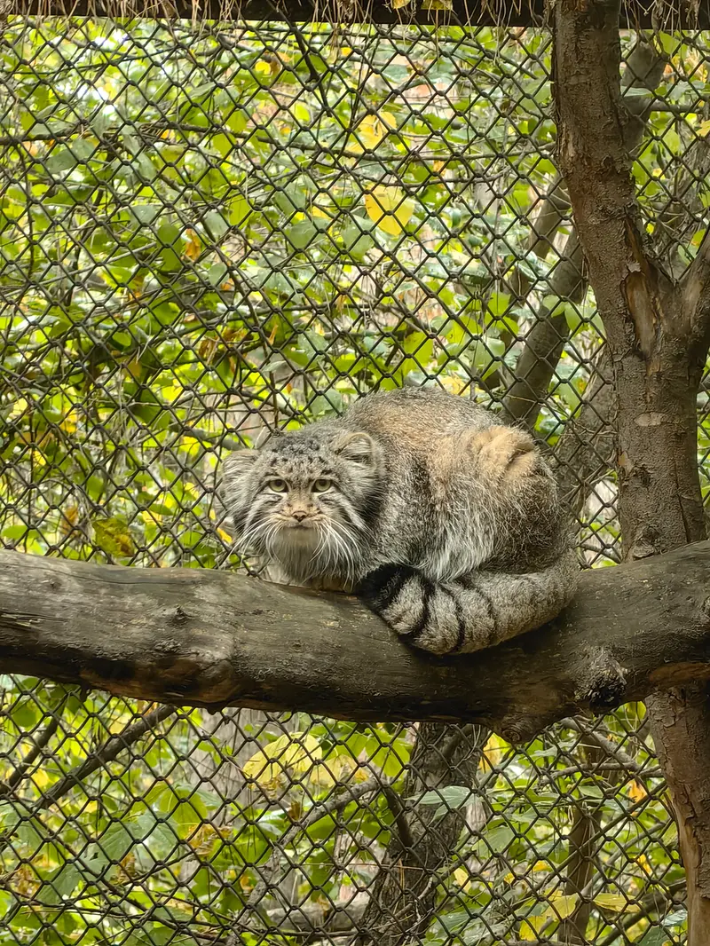 ノヴォシビルスク動物園のグレイの写真