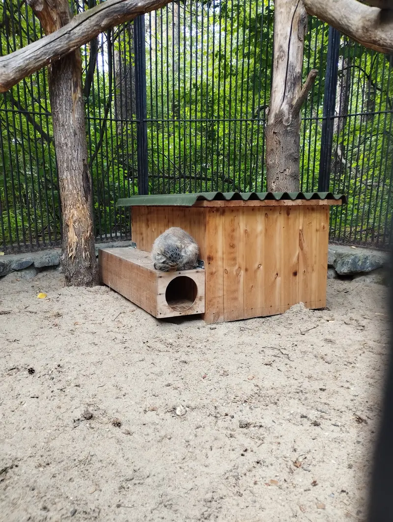 ノヴォシビルスク動物園のマヌルネコの写真