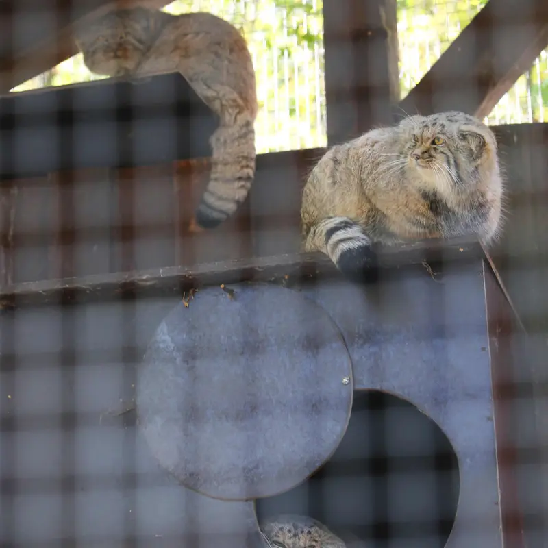 コシツェ動物園のアラニ、アラニの子（2026年生まれ）Ⅰとアラニの子（2026年生まれ）Ⅱの写真