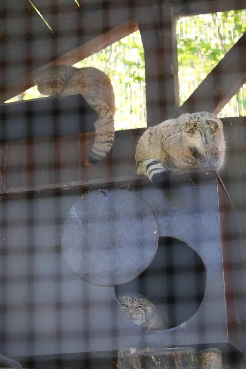 コシツェ動物園のアラニ、アラニの子（2026年生まれ）Ⅰとアラニの子（2026年生まれ）Ⅱの写真