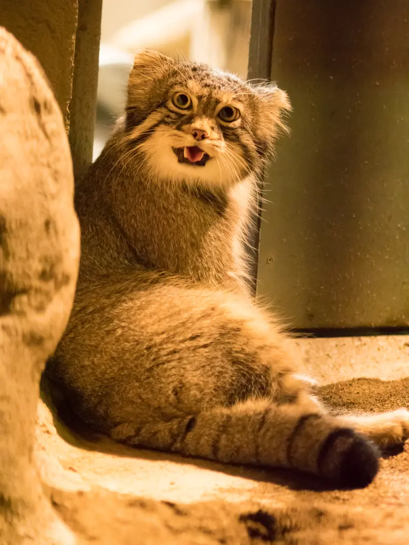 野毛山動物園のフィーガの写真