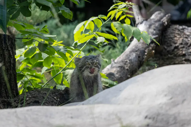 モスクワ動物園のティモフェイの写真