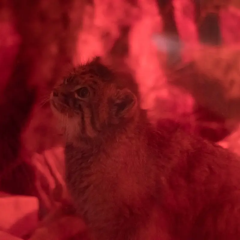 恩賜上野動物園のナイマの写真